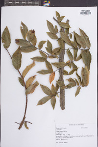 Ulmus alata image