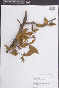 Ulmus alata image