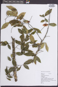 Ulmus alata image