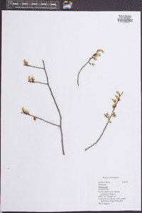 Ulmus alata image