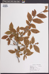 Ulmus alata image