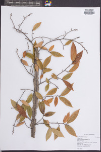 Ulmus alata image