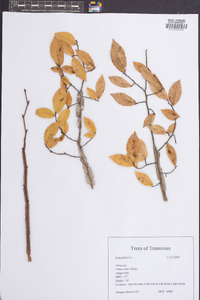 Ulmus alata image