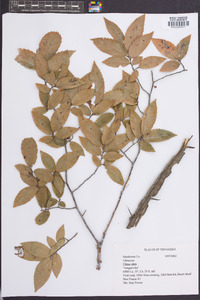 Ulmus alata image