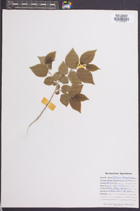 Image Associated With the Occurence