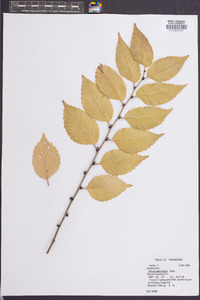 Ulmus procera image