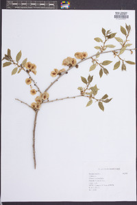 Ulmus procera image