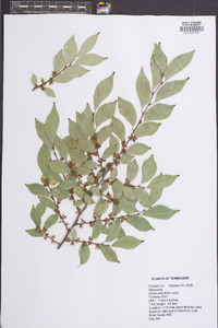 Ulmus parvifolia image