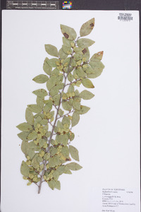 Ulmus parvifolia image