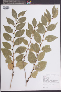 Ulmus pumila image