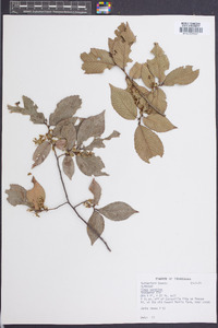 Ulmus serotina image