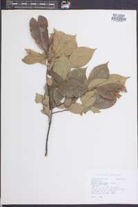 Ulmus serotina image