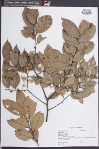 Ulmus serotina image