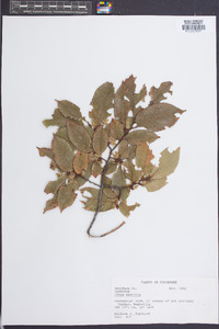 Ulmus serotina image