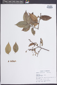 Ulmus serotina image