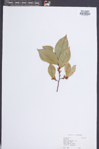 Ulmus serotina image