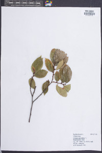 Ulmus serotina image