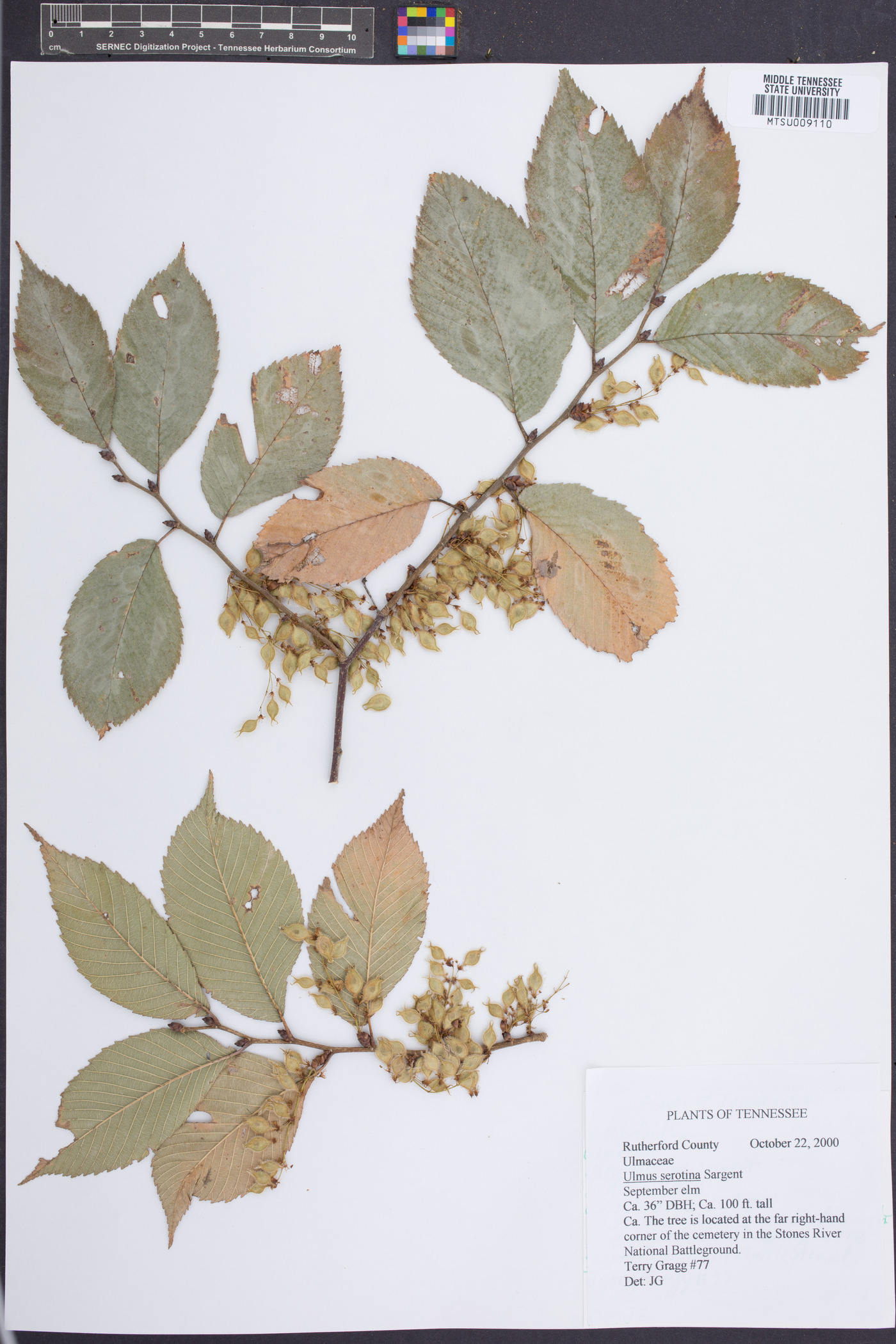 Ulmus serotina image