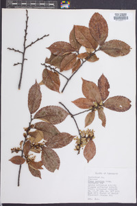 Ulmus serotina image