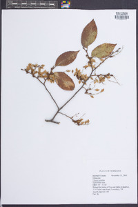 Ulmus serotina image