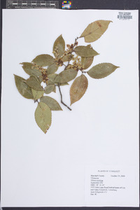 Ulmus serotina image