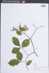 Ulmus serotina image