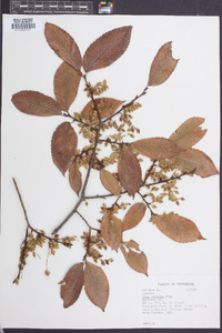 Ulmus serotina image