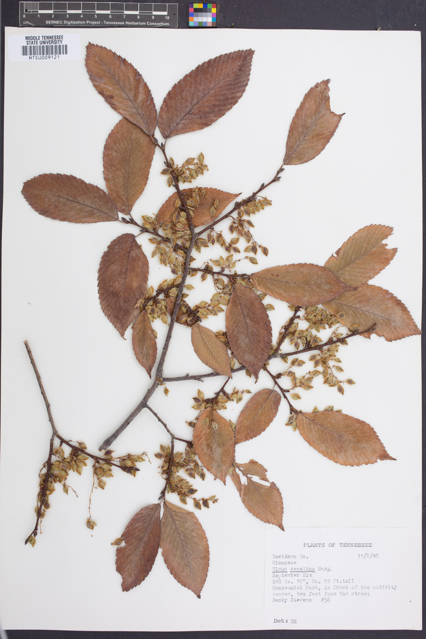 Ulmus serotina image