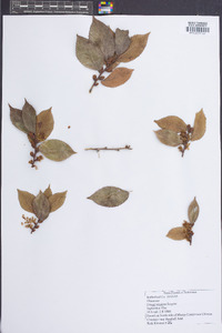 Ulmus serotina image