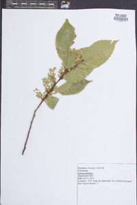 Ulmus serotina image