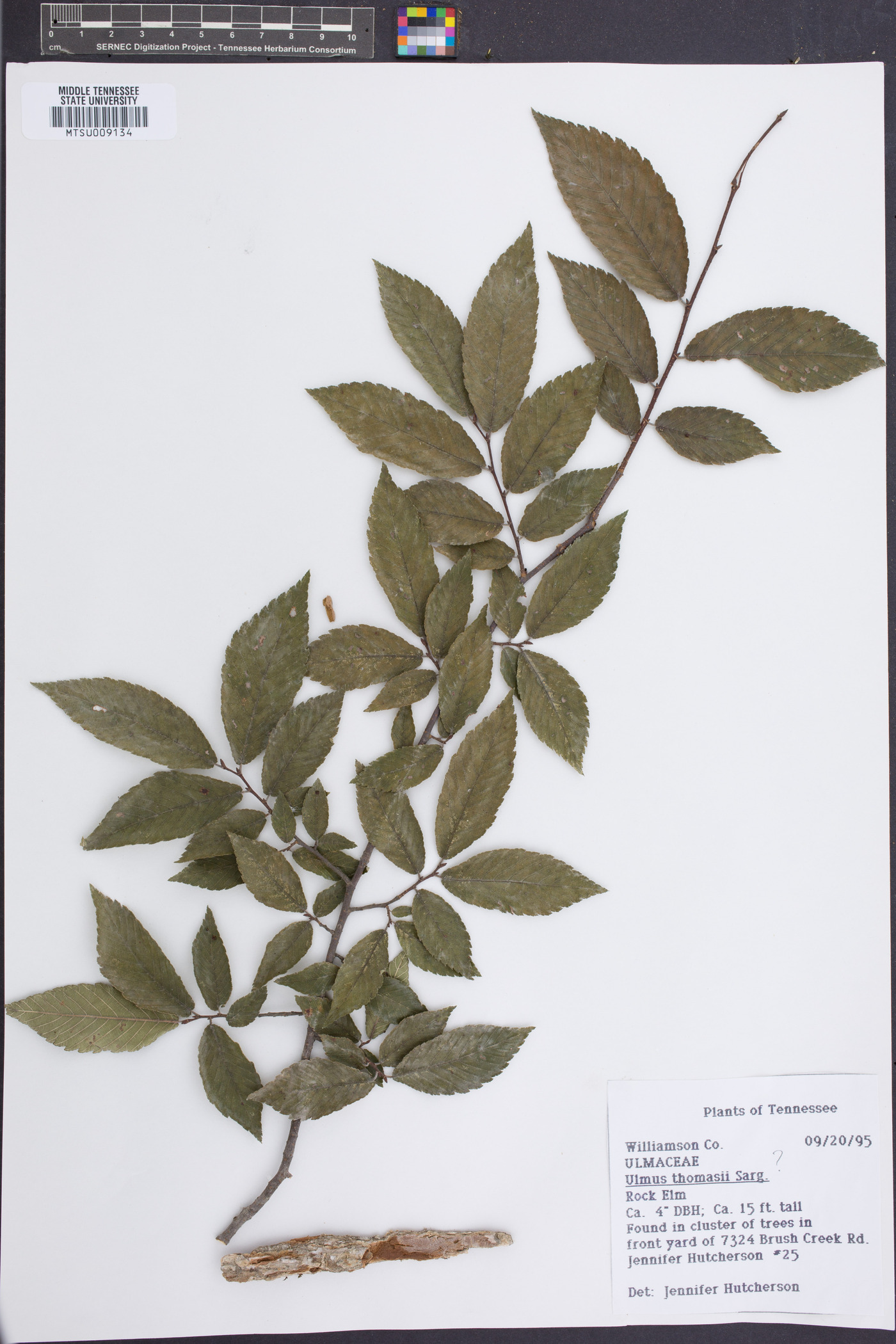 Ulmus thomasii image