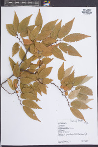 Zelkova serrata image