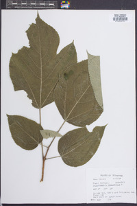 Broussonetia papyrifera image