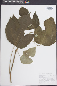 Broussonetia papyrifera image