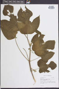 Broussonetia papyrifera image