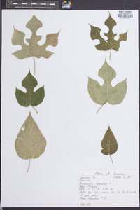 Broussonetia papyrifera image