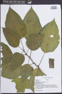 Broussonetia papyrifera image