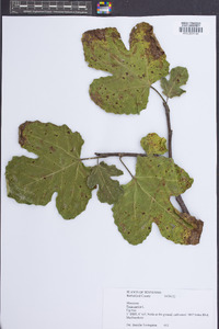 Ficus carica image