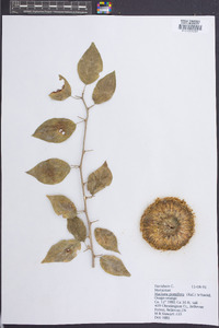 Maclura pomifera image