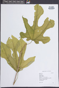 Morus alba image