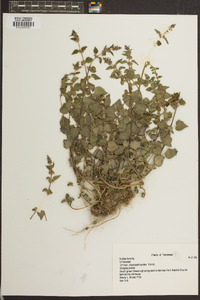 Urtica chamaedryoides image