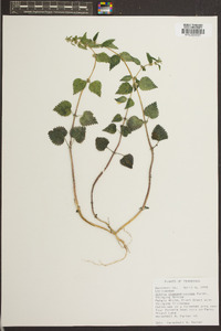 Urtica chamaedryoides image