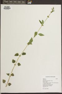 Urtica chamaedryoides image