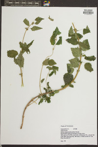 Urtica chamaedryoides image