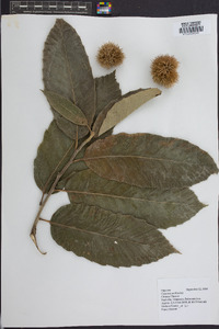 Castanea mollissima image