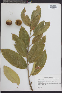 Castanea mollissima image