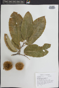 Castanea mollissima image