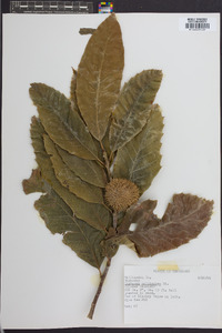 Castanea mollissima image