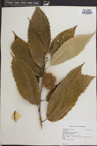 Castanea mollissima image