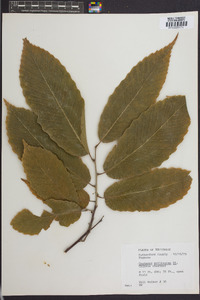 Castanea mollissima image